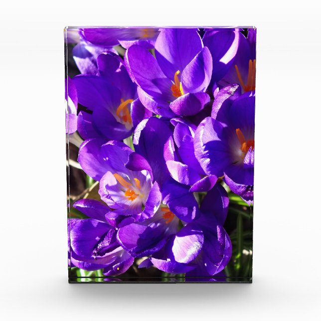 BLOQUE PARA FOTOS CROCUS DE PRIMAVERA (Anverso)
