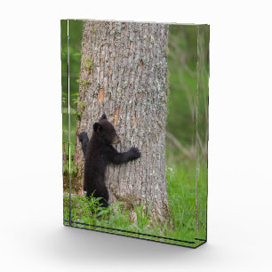 Bloque Para Fotos Cubo de oso negro   Grandes Montañas Ahumadas