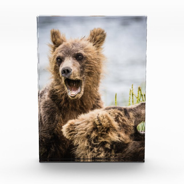 Bloque Para Fotos Cubos Grizzly Buscando Su Mamá (Anverso)