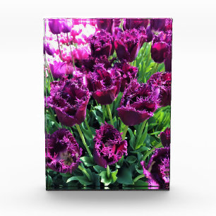 Bloque Para Fotos Curly Sue Purple Tulips, Oregón