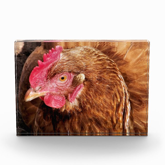 BLOQUE PARA FOTOS CUTE CHICKEN (Anverso)