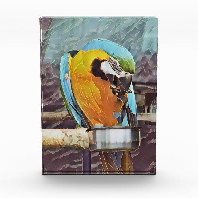 BLOQUE PARA FOTOS CUTE MACAW (Anverso)