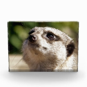 BLOQUE PARA FOTOS CUTE MEERKAT