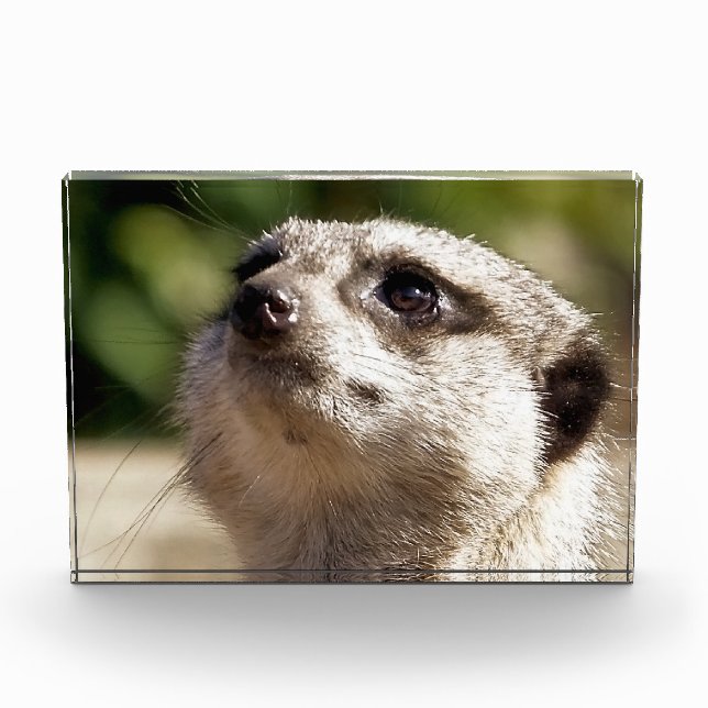 BLOQUE PARA FOTOS CUTE MEERKAT (Anverso)