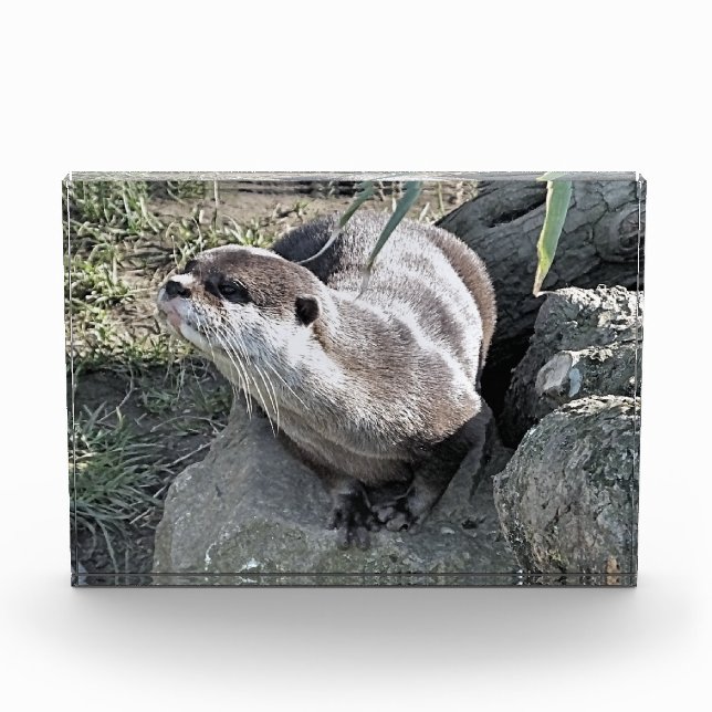 BLOQUE PARA FOTOS CUTE OTTER (Anverso)