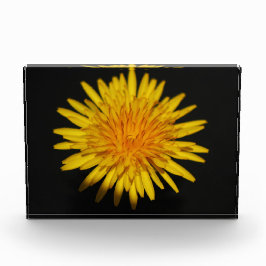 Bloque Para Fotos Dandelion Flower pbcna