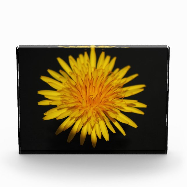 Bloque Para Fotos Dandelion Flower pbcna (Anverso)