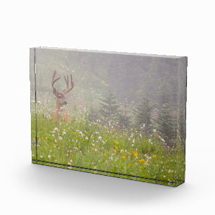 Bloque Para Fotos Deer Buck Parque nacional Monte Rainier