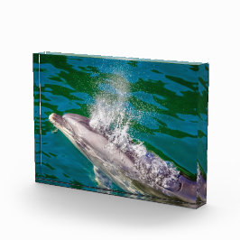 Bloque Para Fotos Delfín En Milford Sound, Nueva Zelanda