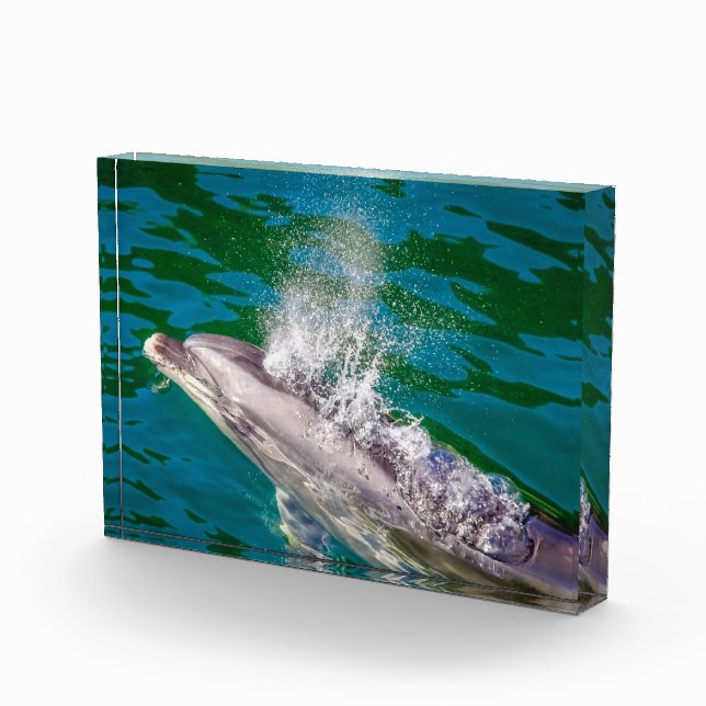 Bloque Para Fotos Delfín En Milford Sound, Nueva Zelanda (Derecha)