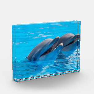 Bloque Para Fotos Delfines sonrientes