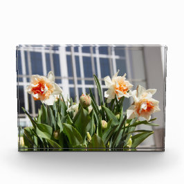 Bloque Para Fotos Delicada primavera de daffodils tiernos