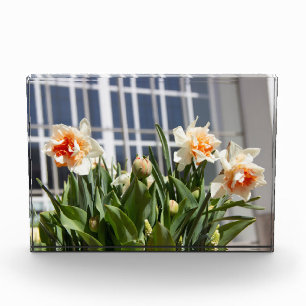 Bloque Para Fotos Delicada primavera de daffodils tiernos