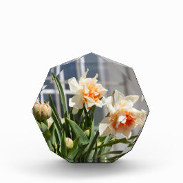 Bloque Para Fotos Delicada primavera de daffodils tiernos