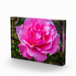 Bloque Para Fotos Delicada rosa.