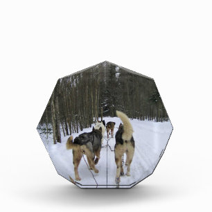 Bloque Para Fotos Derrame de perro en Quebec, Canadá