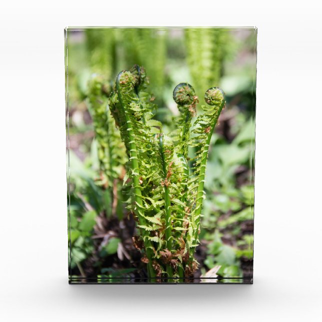 Bloque Para Fotos Despertando helecho joven en el jardín (Anverso)
