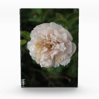 Bloque Para Fotos Dew on a Flower