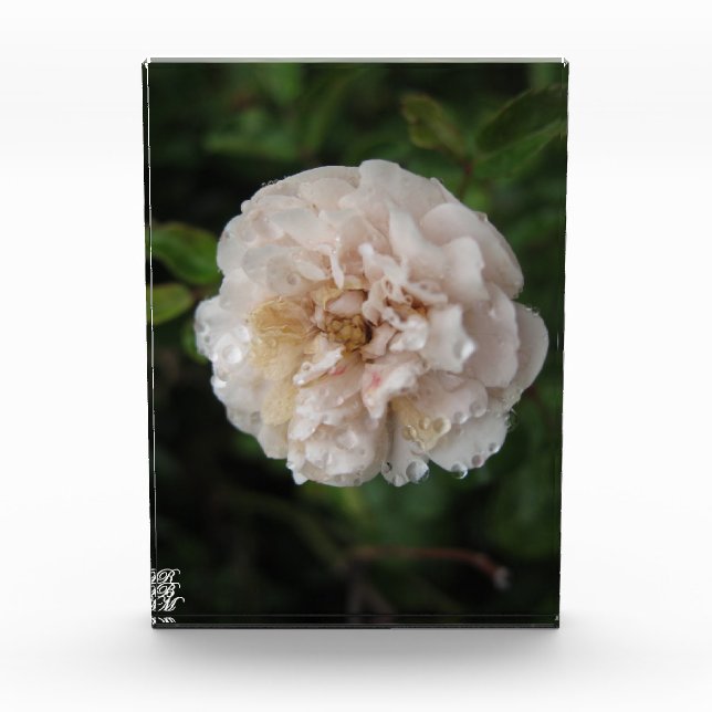 Bloque Para Fotos Dew on a Flower (Anverso)