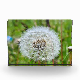Bloque Para Fotos Diente de León Perfecto – Fotografía Macro Botánic