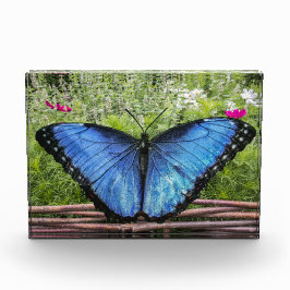Bloque Para Fotos Diseño rústico de mariposa morfa azul