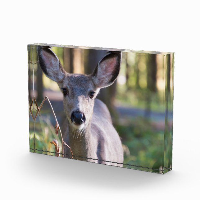 Bloque Para Fotos Doe colombiano de cola negra | Estado de Washingto (Derecha)