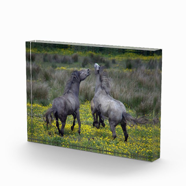 Bloque Para Fotos Dos caballos Buck y Play (Derecha)