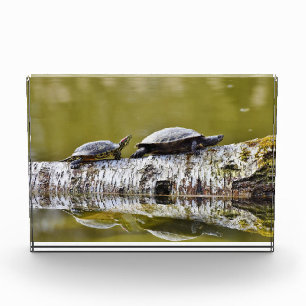 Bloque Para Fotos Dos tortugas caminando sobre troncos de árboles