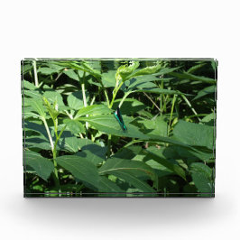 Bloque Para Fotos Dragón