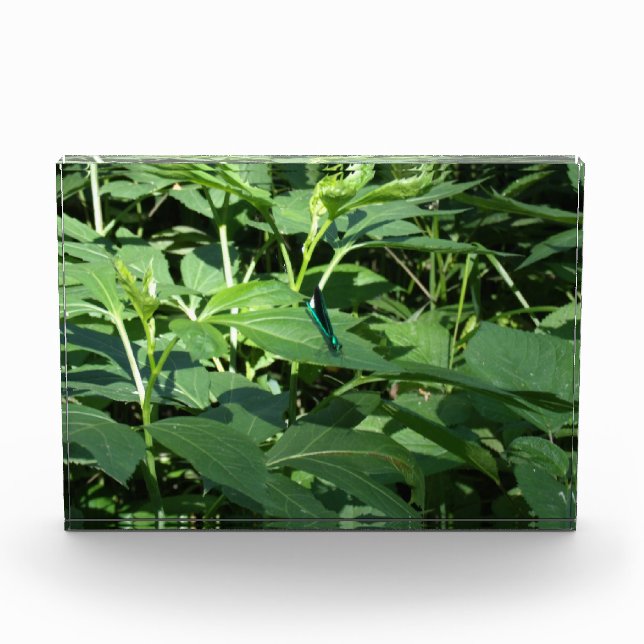 Bloque Para Fotos Dragón (Anverso)