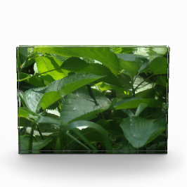 Bloque Para Fotos Dragón