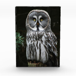 Bloque Para Fotos El gran pbcnm de búho gris