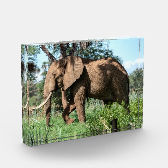 Bloque Para Fotos Elefante africano en el Safari (Izquierda)
