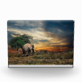 Bloque Para Fotos Elefante caminando al atardecer