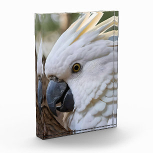 Bloque Para Fotos Elegancia en blanco: el majestuoso Cockatoo austra