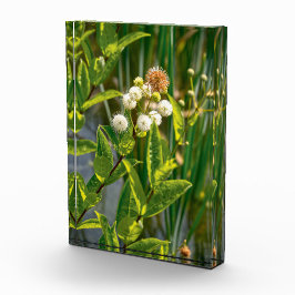 Bloque Para Fotos Elegancia en el pondside: Flor en flor