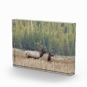 Bloque Para Fotos Elk de toro en Meadow   Parque nacional Yellowston