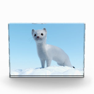 Bloque Para Fotos Encanto de Comadreja Ártica