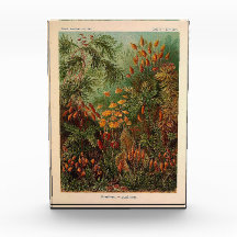 Ernst Haeckel Muscinae ilustracion vintage