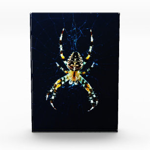 Bloque Para Fotos European Garden Spider pbcn