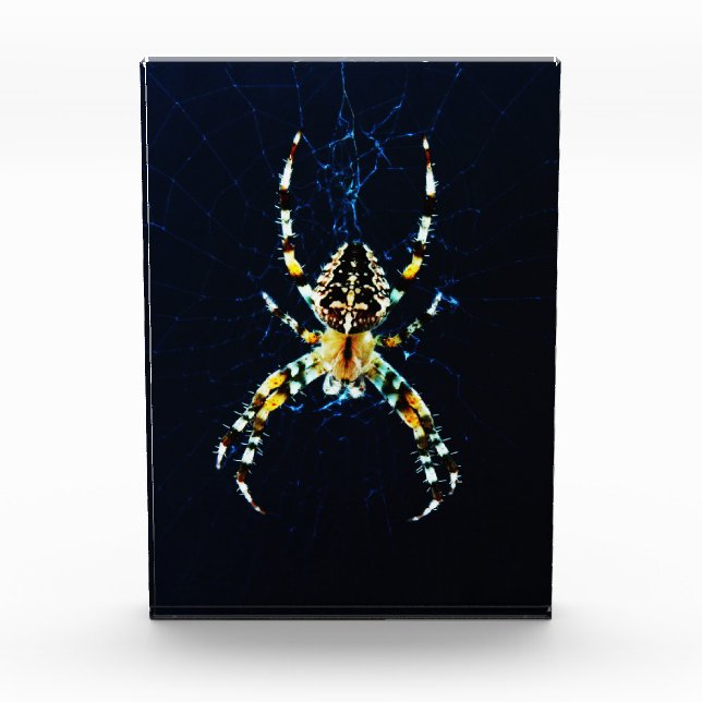 Bloque Para Fotos European Garden Spider pbcna (Anverso)