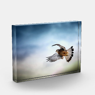 Bloque Para Fotos Falcon Soaring in the Sky