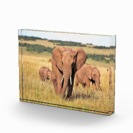 Bloque Para Fotos Familia de elefantes en los arbustos