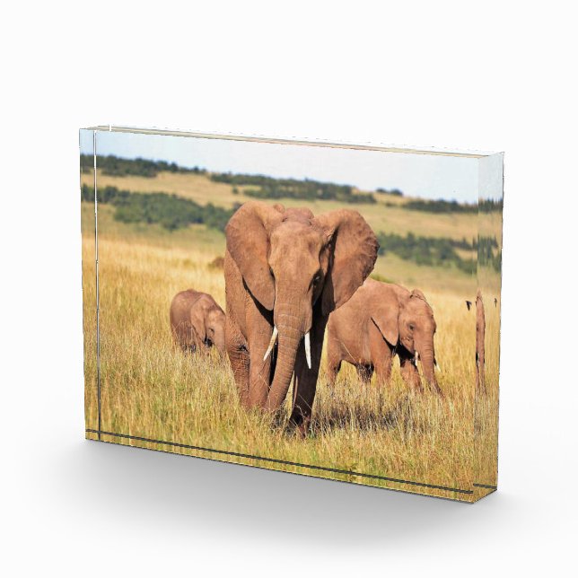 Bloque Para Fotos Familia de elefantes en los arbustos (Derecha)