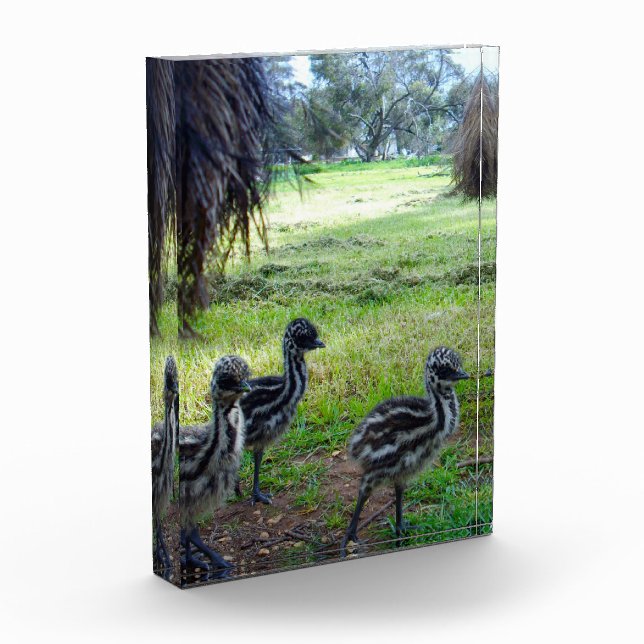 Bloque Para Fotos "Feathers of the Future: Three Baby Emu Chicks" (Izquierda)