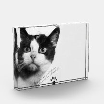 Félicette: El primer gato en el espacio