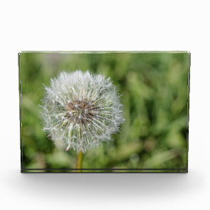 Bloque Para Fotos Flor blanca de diente de león sobre hierba verde
