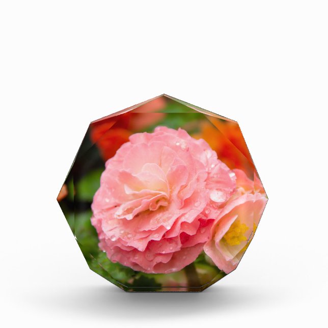 Bloque Para Fotos Flor rosa delgada después de la lluvia (Anverso)