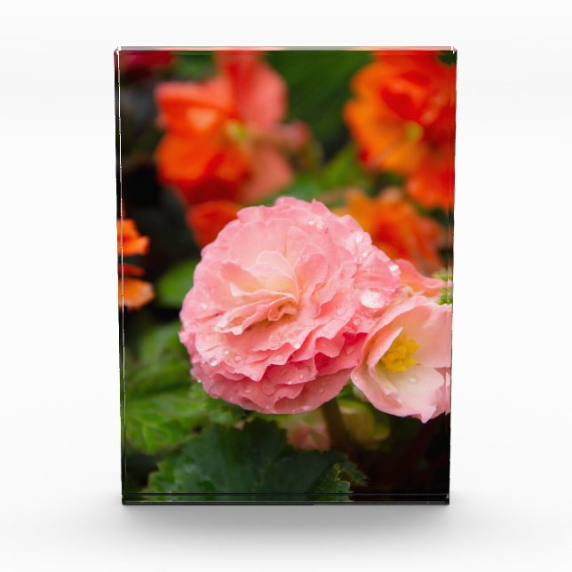 Bloque Para Fotos Flor rosa delgada después de la lluvia (Anverso)