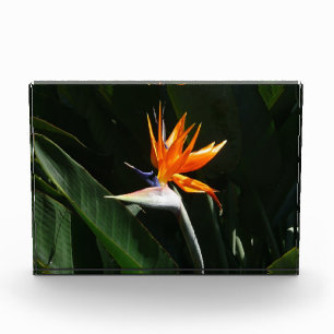 Bloque Para Fotos Flor tropical naranja Ave del Paraíso